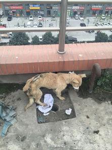 网友爆料狗狗视频大全图片,狗狗视频大全，萌态百出，笑料连连  第2张