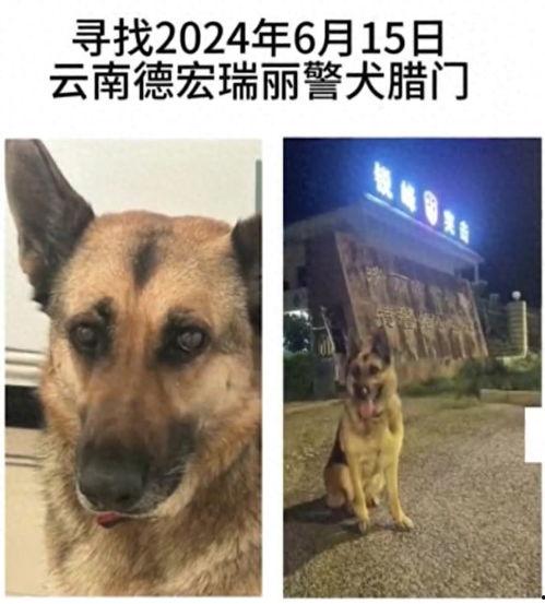 云南警犬爆料视频,揭秘云南警方反恐实战瞬间 第2张 云南警犬爆料视频,揭秘云南警方反恐实战瞬间 第2张